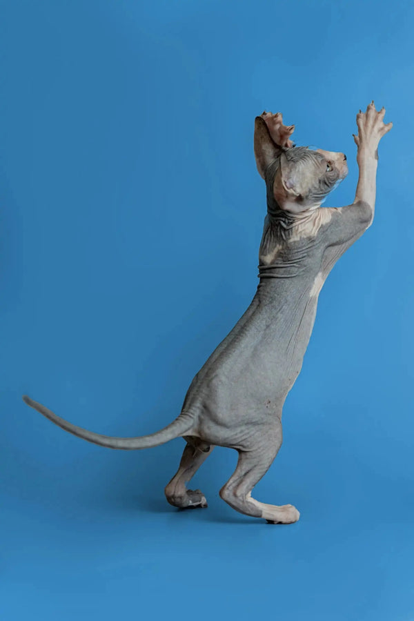 Sphynx kitten Florian standing on hind legs with one paw raised, looking playful
