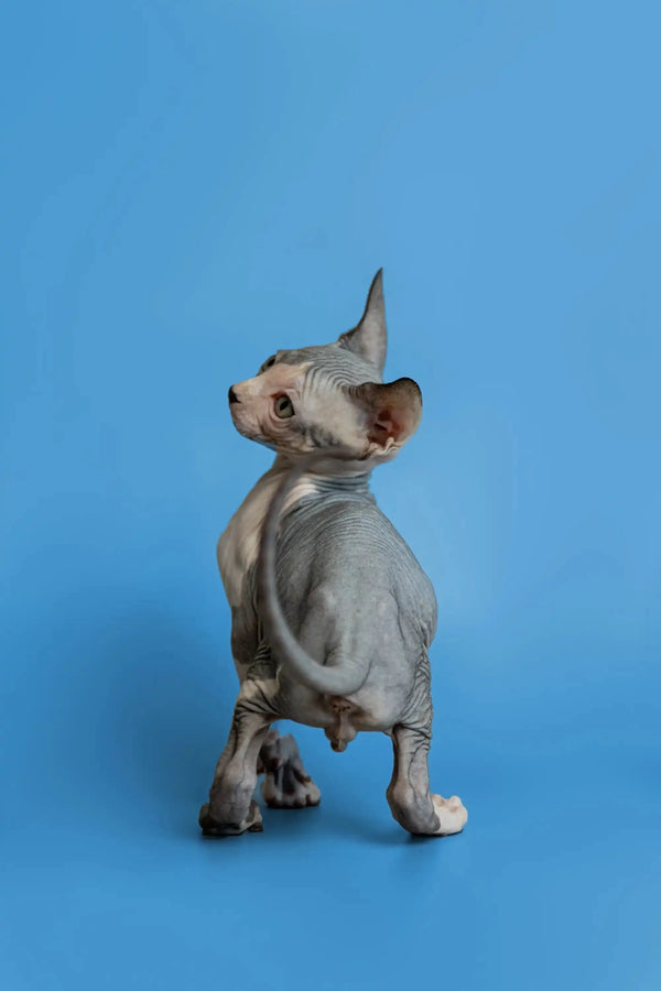 Sphynx kitten Florian with wrinkled skin sitting against a blue backdrop