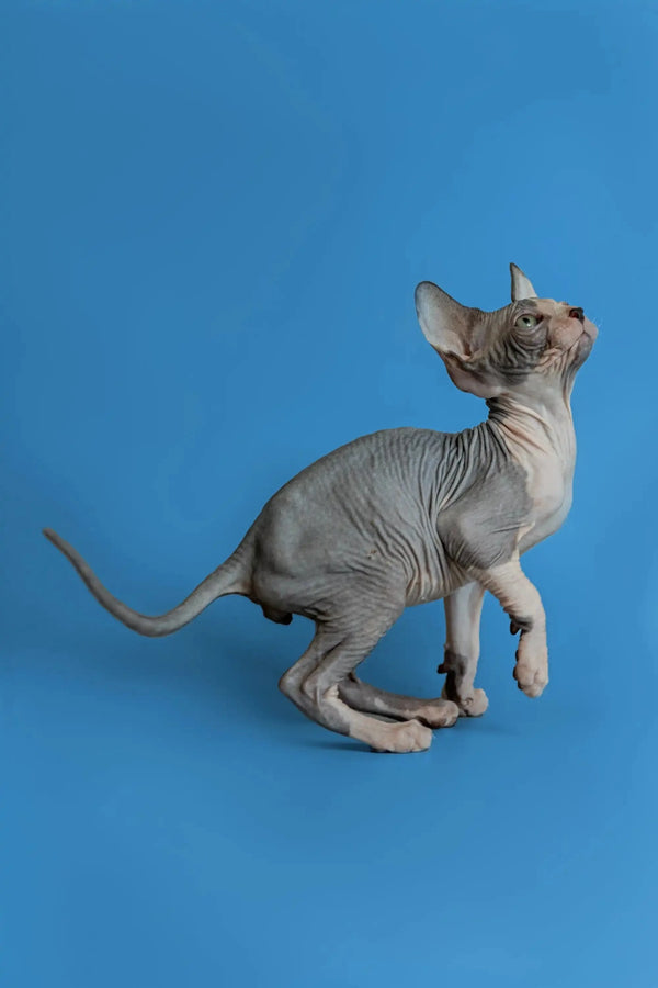 Hairless Sphynx kitten with wrinkled skin and big ears on a blue surface