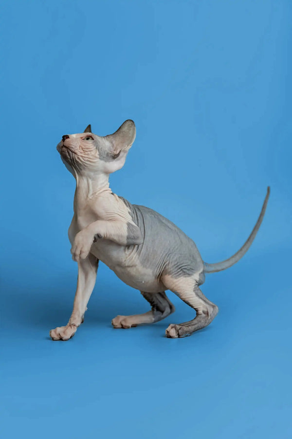 Playful Sphynx kitten stretching with wrinkled skin, showcasing its unique charm