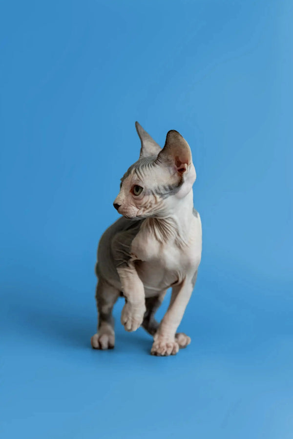 Adorable Hairless Sphynx kitten on a blue surface for Florian Sphynx Kitten product