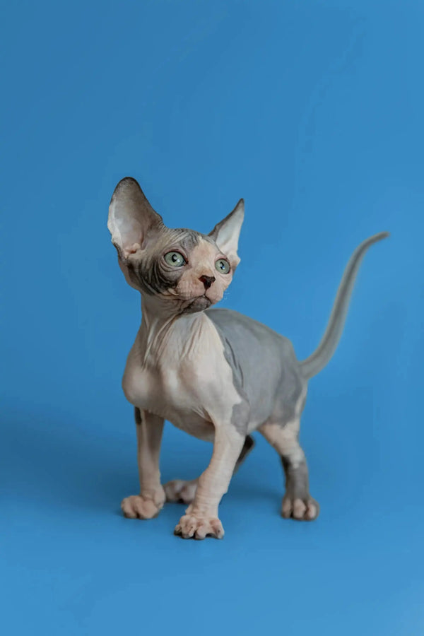 Adorable Hairless Sphynx Kitten Florian with wrinkled skin and big ears