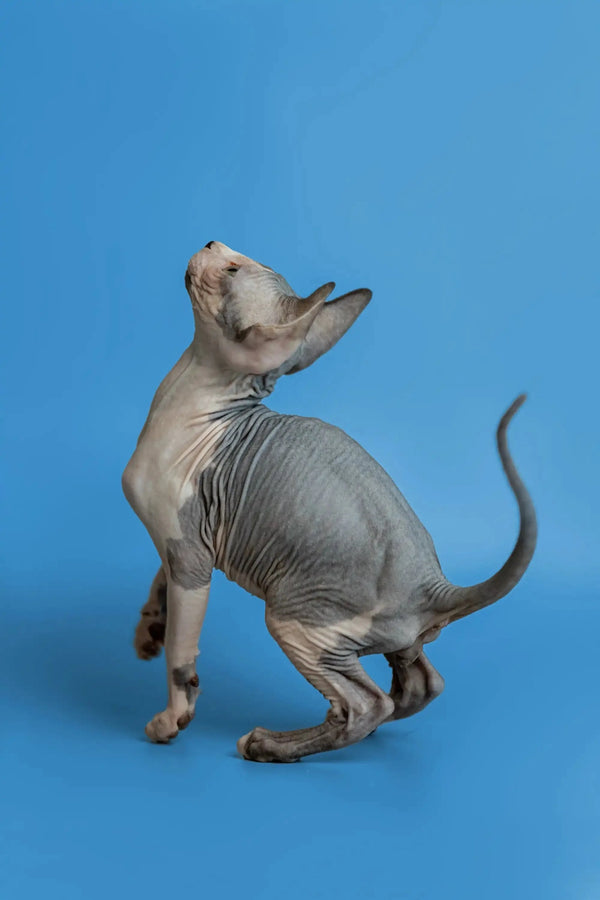 Sphynx kitten Florian stretching with wrinkled skin against a blue background