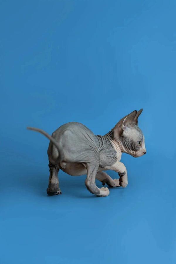 Hairless Sphynx kitten with gray skin and big ears, perfect for your Florian collection