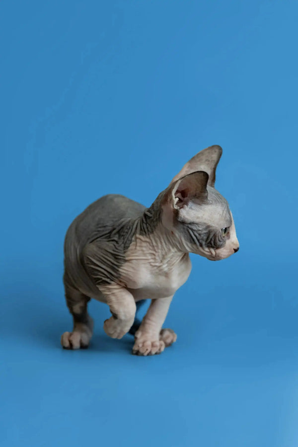Adorable Hairless Sphynx kitten with wrinkled gray skin and big ears in Florian product