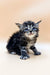 Adorable Flory, a polydactyl Maine Coon kitten with fluffy gray and white fur and blue eyes