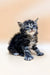 Fluffy Polydactyl Maine Coon kitten with bright blue eyes sitting upright