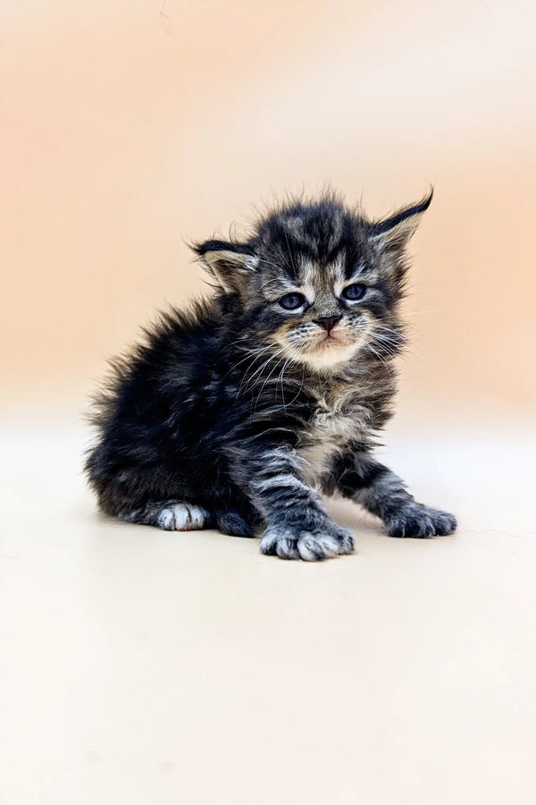 Fluffy gray tabby polydactyl Maine Coon kitten looking grumpy while sitting