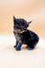 Fluffy black and brown Polydactyl Maine Coon kitten with big eyes and pointed ears