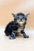 Fluffy gray tabby Polydactyl Maine Coon kitten with bright blue eyes sitting upright