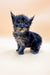 Fluffy gray Polydactyl Maine Coon kitten with bright blue eyes for sale