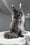 Flyer | Maine Coon Kitten