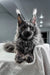 Flyer | maine coon kitten