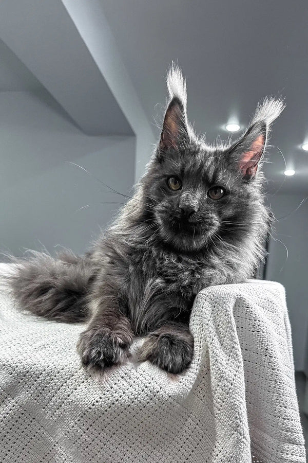 Flyer | maine coon kitten