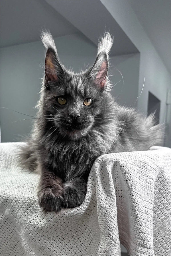 Flyer | maine coon kitten