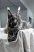 Flyer | maine coon kitten