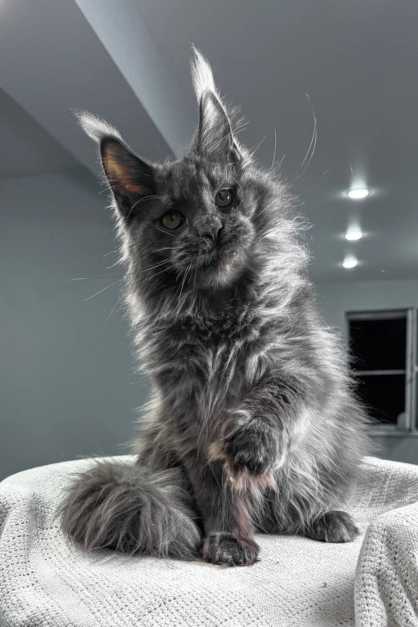 Flyer | maine coon kitten