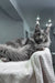 Flyer | maine coon kitten