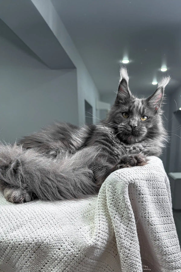 Flyer | maine coon kitten