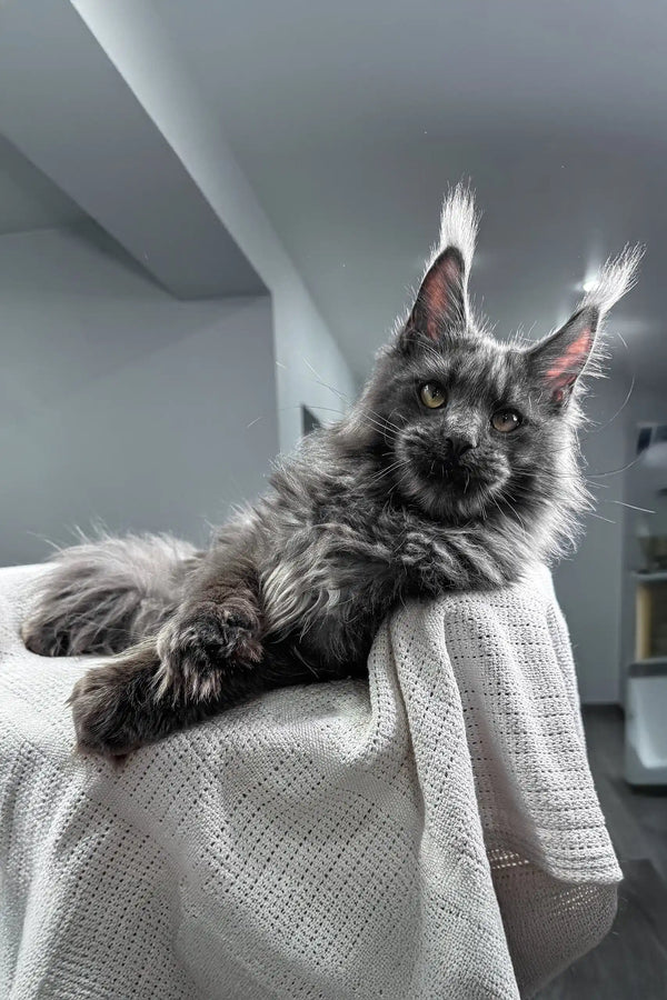 Flyer | maine coon kitten