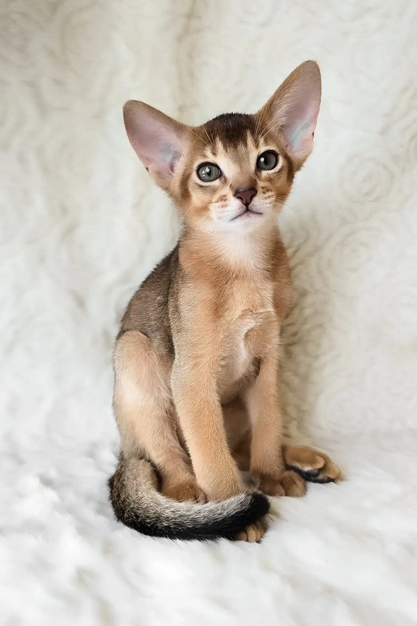 Flynn | abyssinian kitten