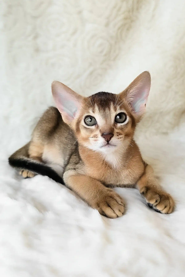 Flynn | abyssinian kitten