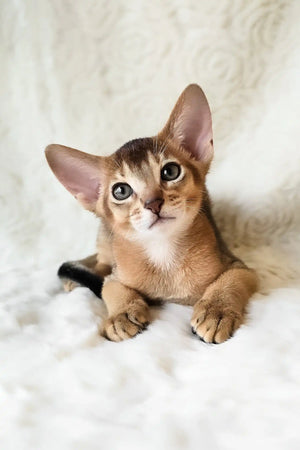 Flynn | Abyssinian Kitten