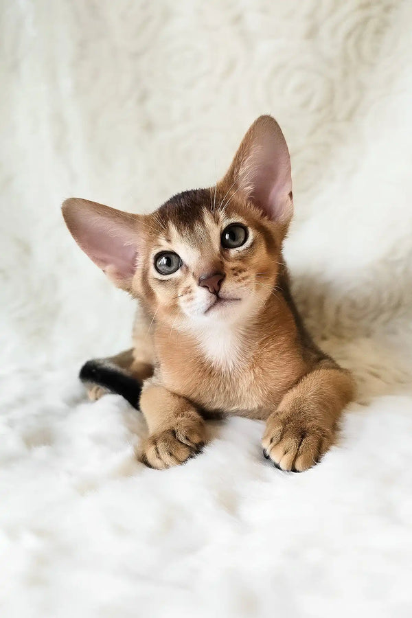 Flynn | abyssinian kitten