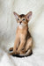 Flynn | abyssinian kitten