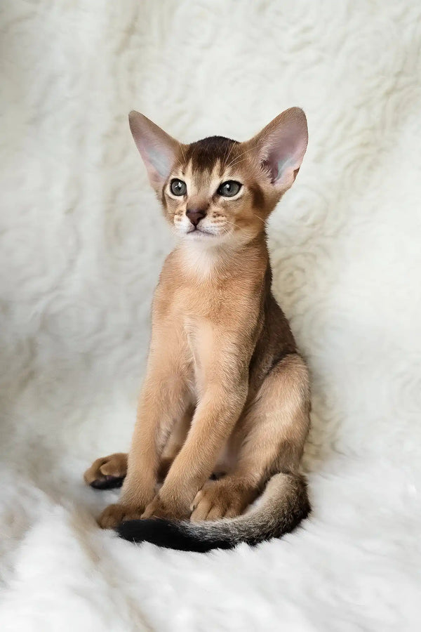 Flynn | abyssinian kitten