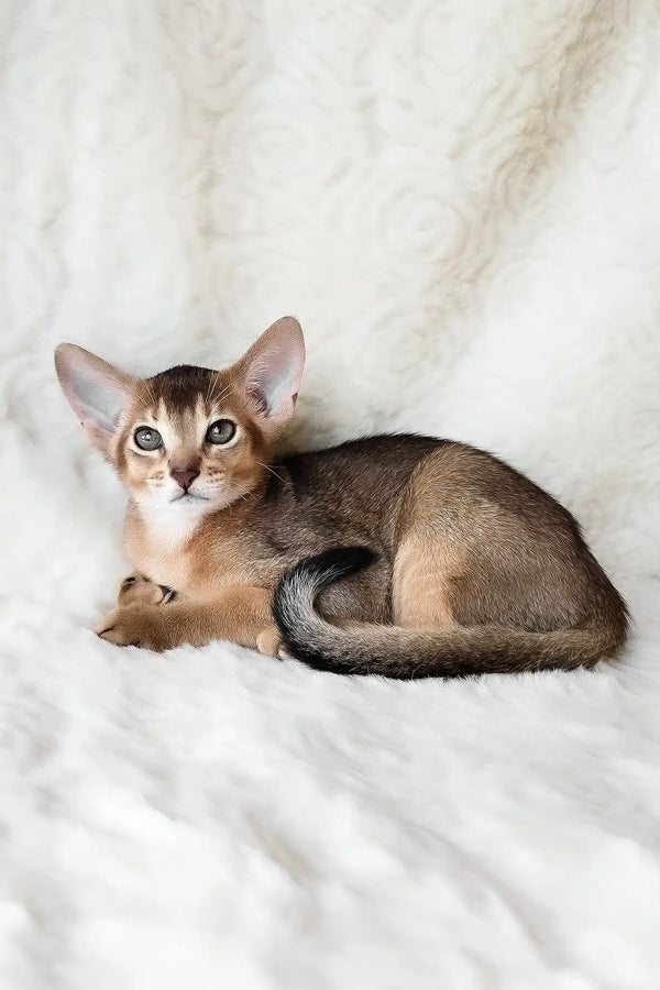 Flynn | abyssinian kitten