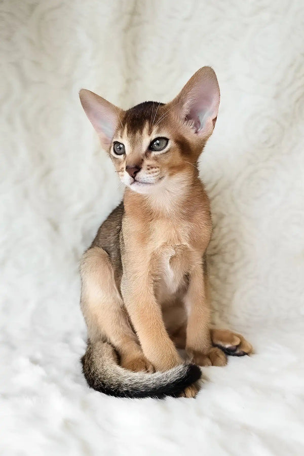 Flynn | abyssinian kitten