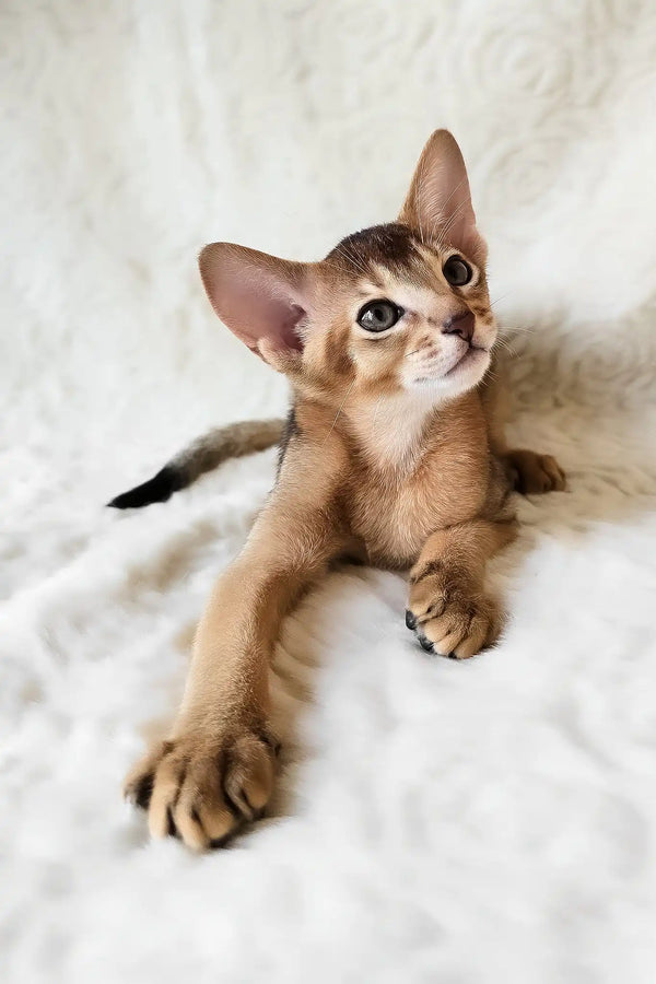 Flynn | abyssinian kitten