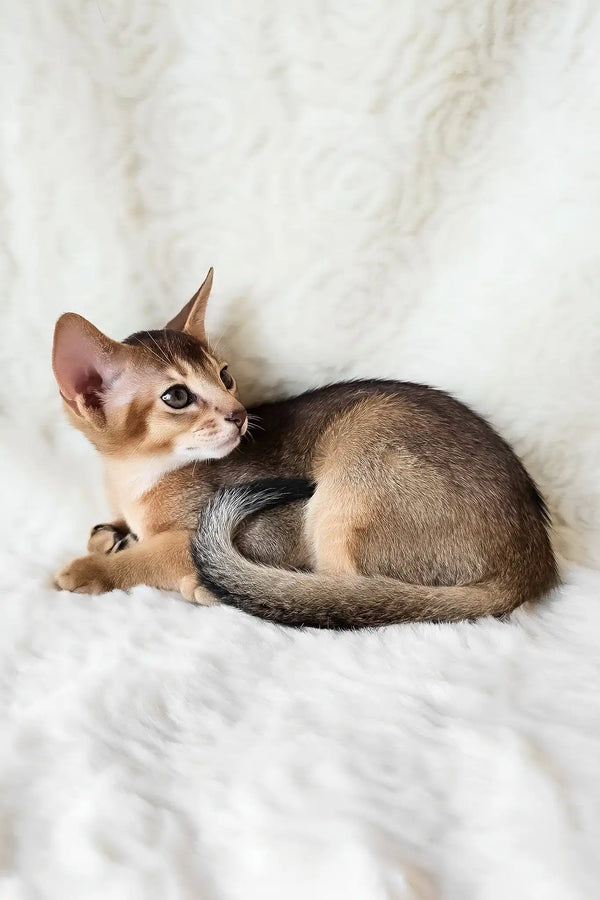 Flynn | abyssinian kitten