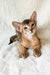 Flynn | abyssinian kitten
