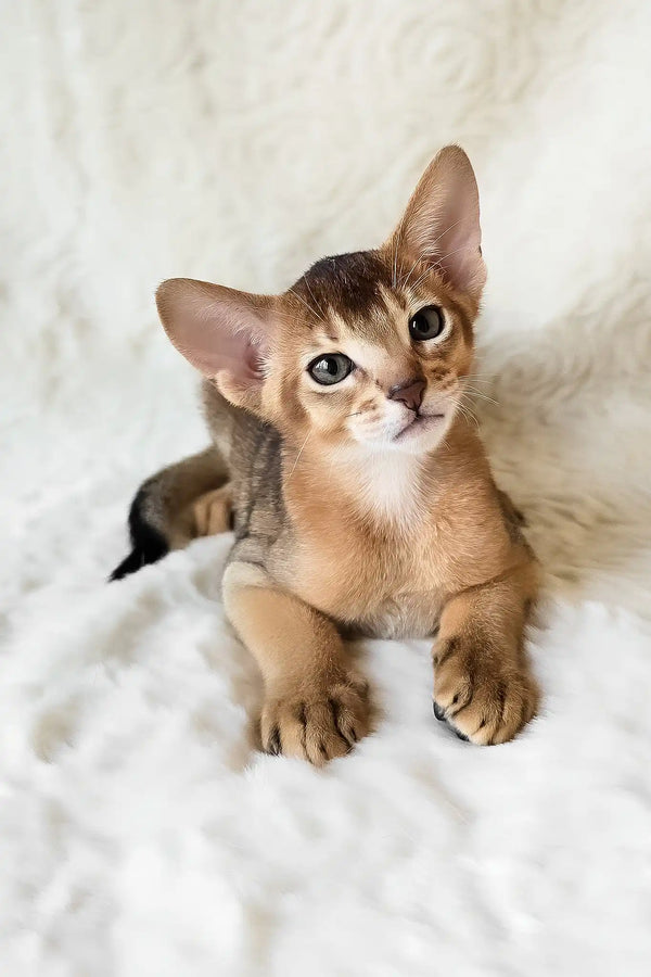 Flynn | abyssinian kitten