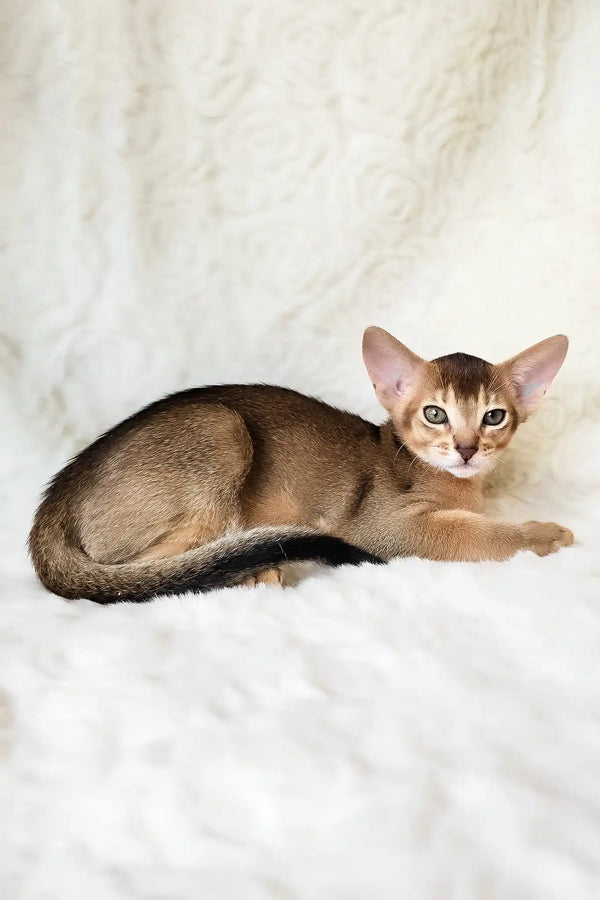 Flynn | abyssinian kitten