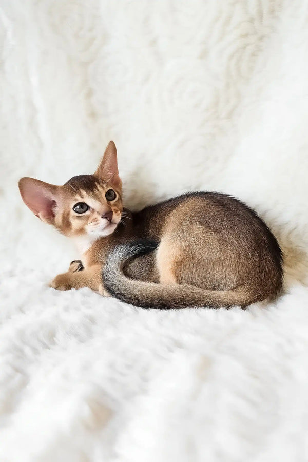 Flynn | abyssinian kitten