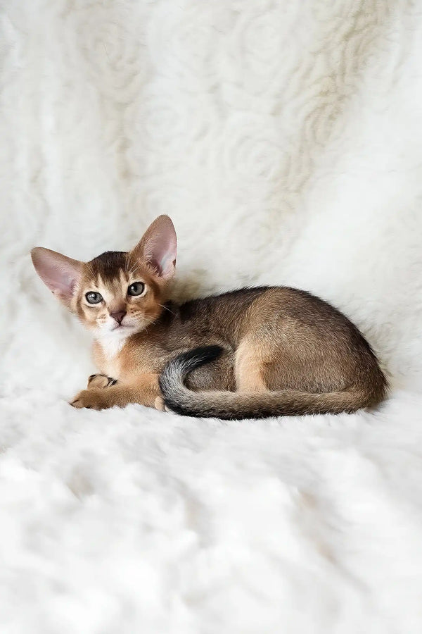 Flynn | abyssinian kitten