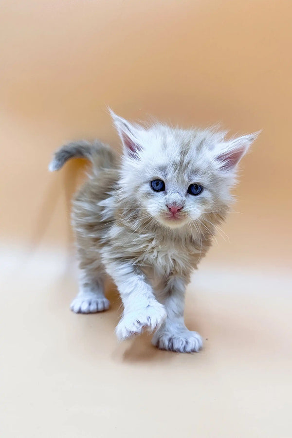 Fluffy gray and white Polydactyl Maine Coon kitten with blue eyes named Foggy