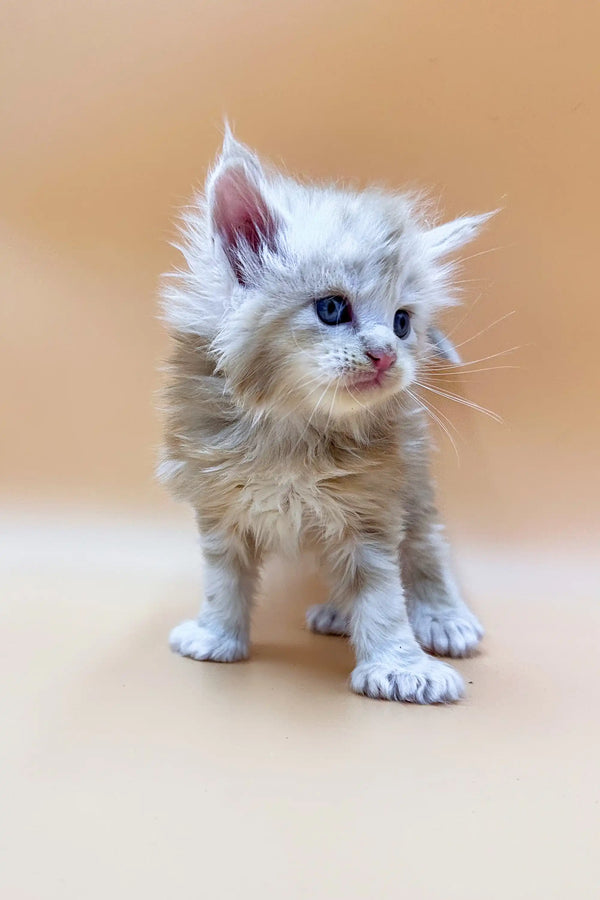 Fluffy white Polydactyl Maine Coon kitten with blue eyes on a plain surface