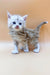 Fluffy gray and white Polydactyl Maine Coon kitten with bright blue eyes