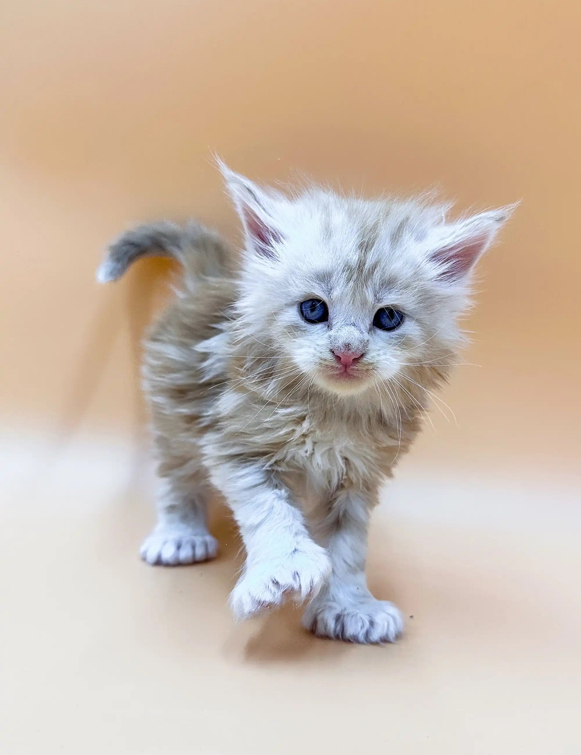 Maine Coon Kittens for Sale Foggy | Polydactyl Kitten