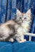 Fluffy gray Maine Coon kitten named Fontana with big bright eyes adorable cuteness