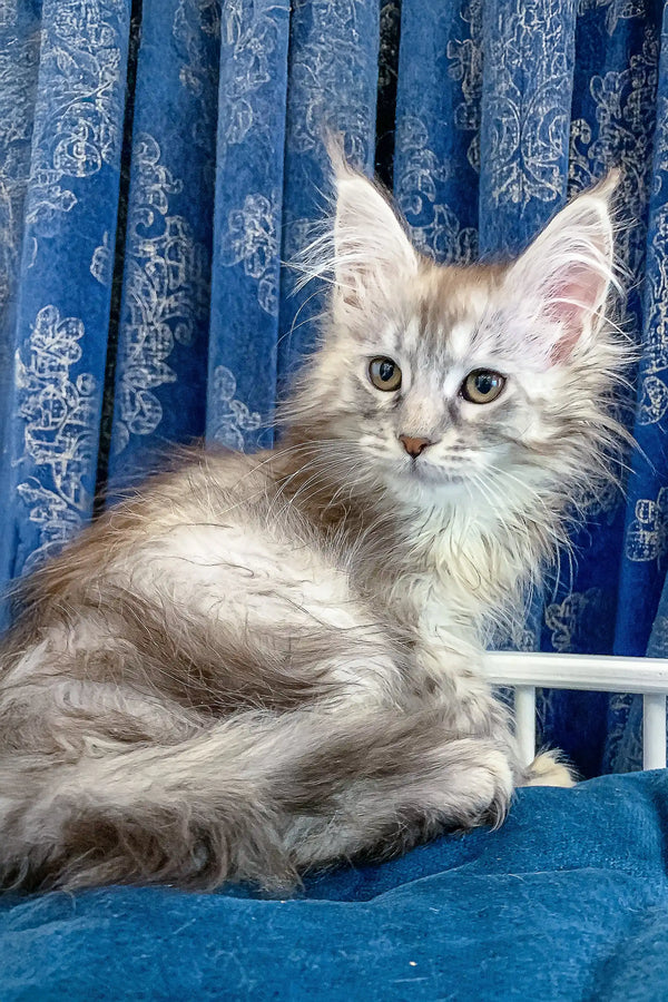 Cute Gray Maine Coon kitten from the Fontana collection, perfect for cat lovers