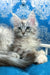 Gray and white fluffy kitten from Fontana Maine Coon Kitten collection