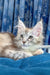 Adorable Silver Tabby Maine Coon Kitten from the Fontana collection