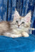 Silver tabby Maine Coon kitten from Fontana | Maine Coon Kitten for your adorable family