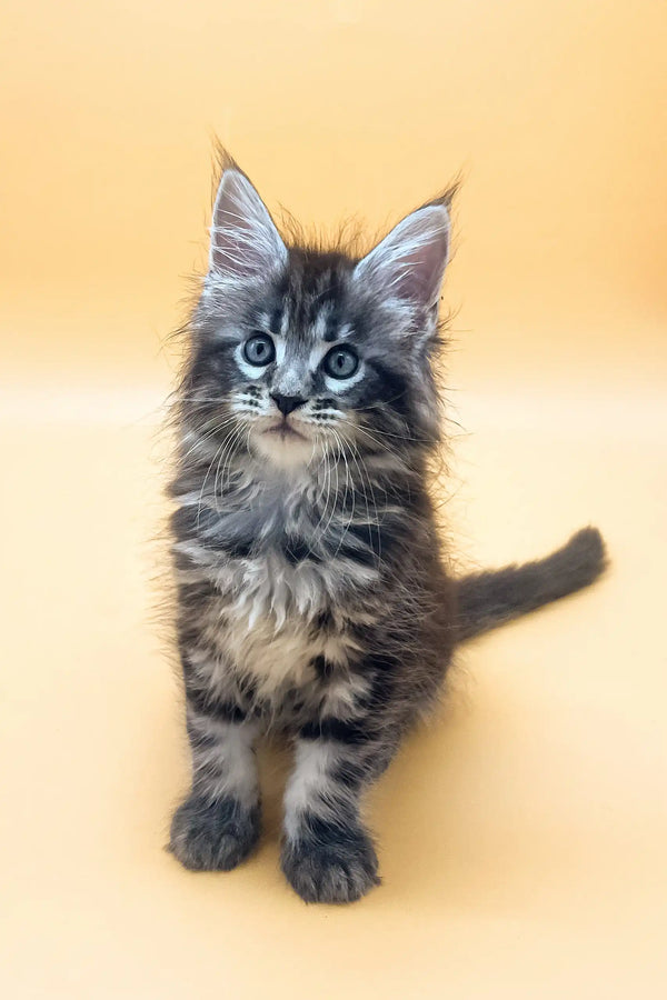 Fluffy gray and black Maine Coon kitten with bright blue eyes from Forbes Maine Coon Kitten