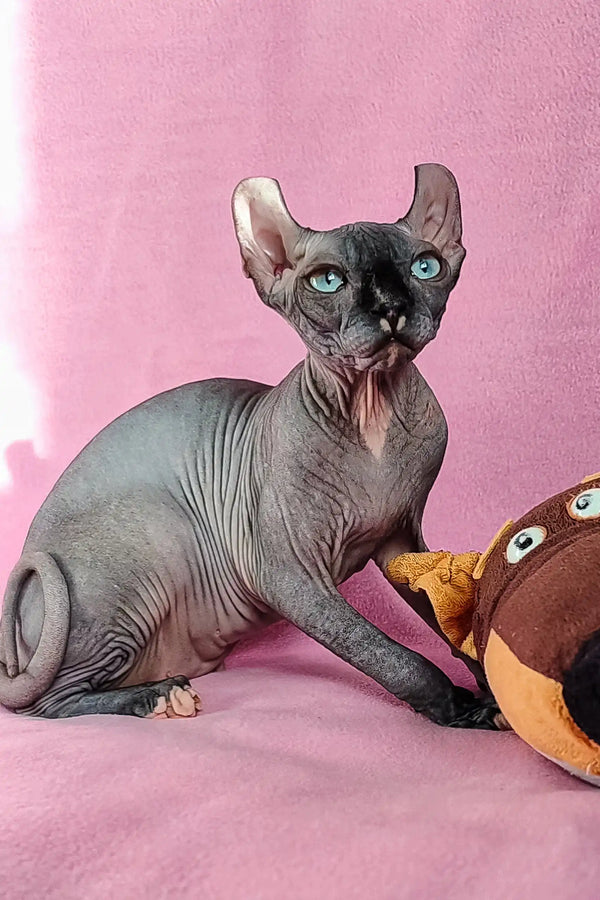 Hairless Elf Sphynx Kitten named Forint with striking blue eyes
